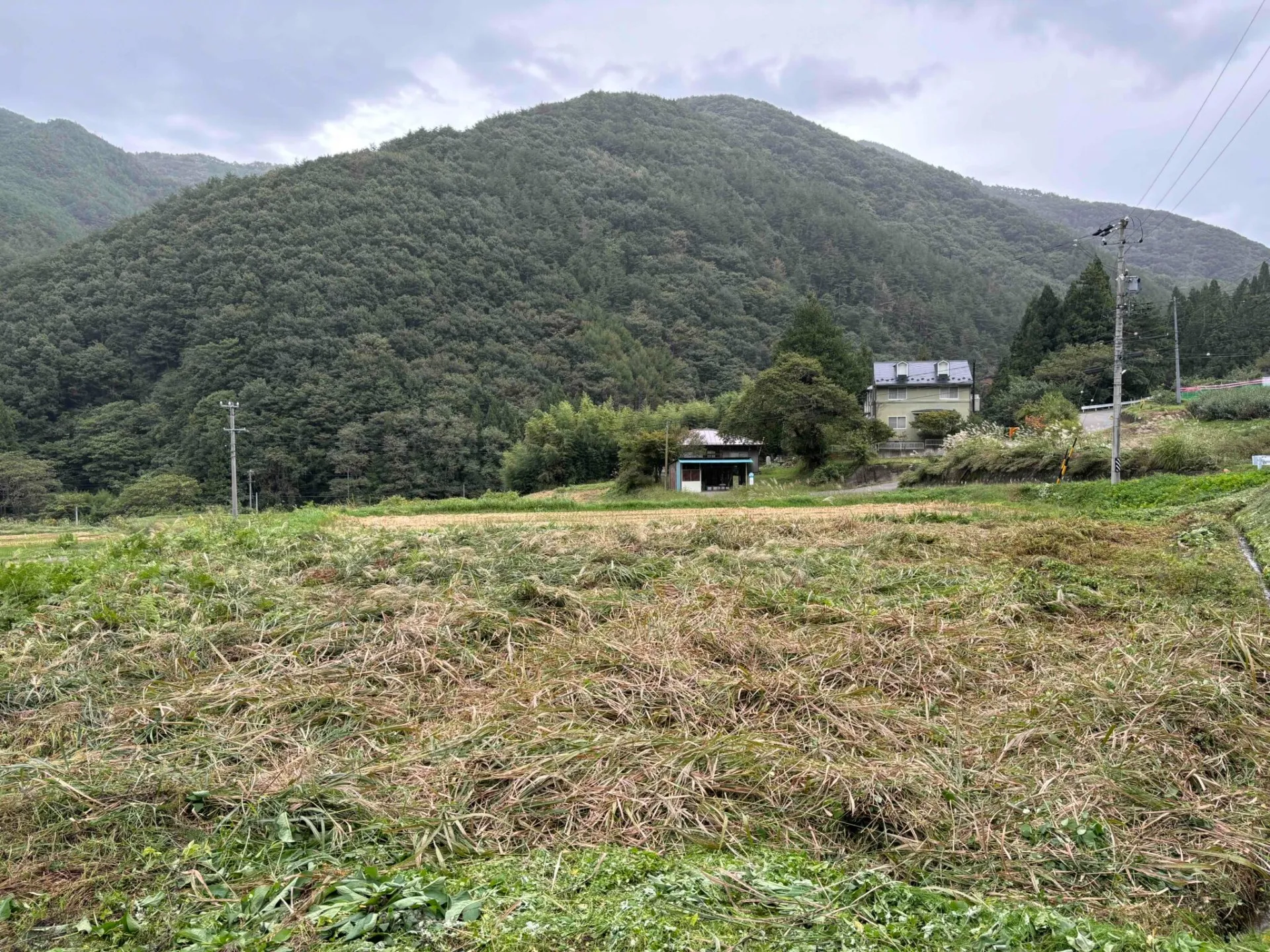 田んぼの草刈り