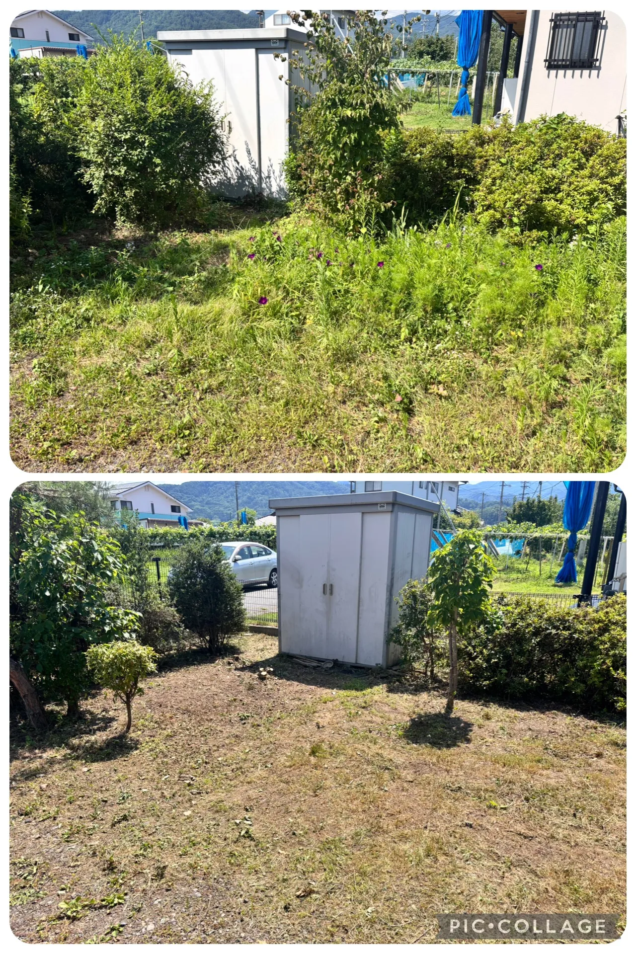 上田市のお客様宅で草刈り・剪定・除草剤散布、お庭が劇的に生まれ変わりました！