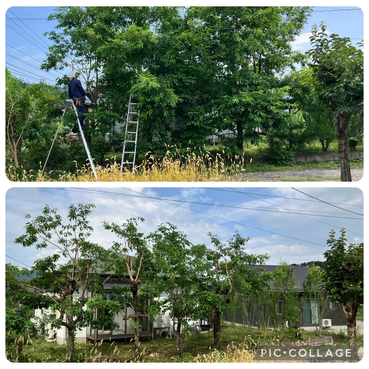 青木村での剪定作業、見違えるほど美しくなりました！